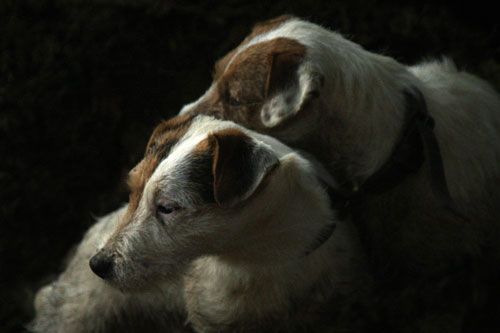 Jack Russell Terrier images by Betty Fold Gallery